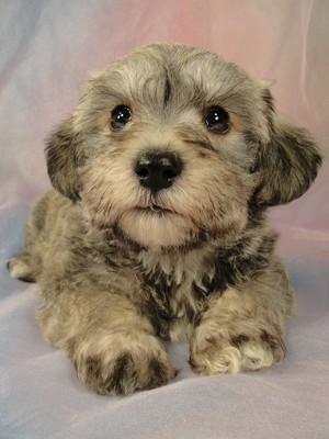 Male schnoodle puppy for sale #28 Born March 20th 2012